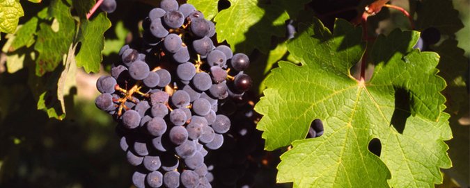 Mar Del Plata - Blog - uva