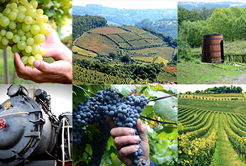 Saiba mais sobre os vinhos produzidos em Bento Gonçalves