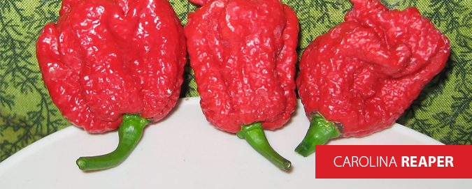 Mar_Del_Plata_-_Blog_-_As_pimentas_mais_fortes_do_Mundo