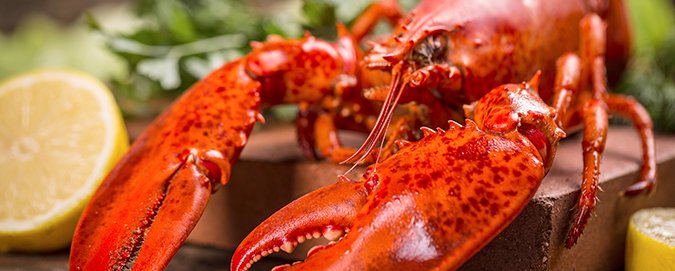 mar-del-plata---blog---especial-lagosta