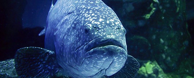 mar-del-plata---blog---garoupa