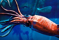 Monstros do Mar: Lulas Gigantes