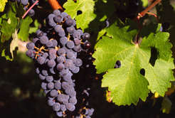 Saiba mais sobre a uva Cabernet Sauvignon